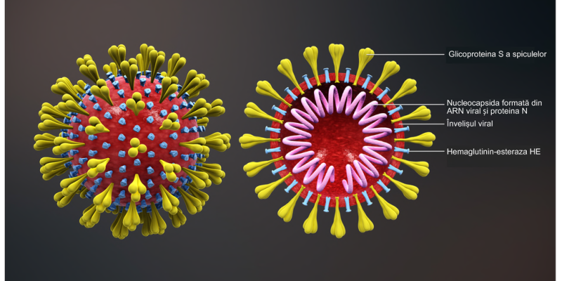 Wikimedia Commons/www.scientificanimations.com