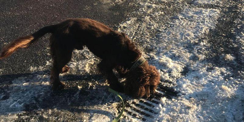 Bruno visar en markering för en misstänkt vattenläcka där han markerar vid en brunn där doften kommer upp och när man gräver är läckan ca 2 meter därifrån. (Tjörns Kommun) Foto: Susanne Kihl